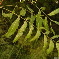 Azadirachta indica A.Juss.